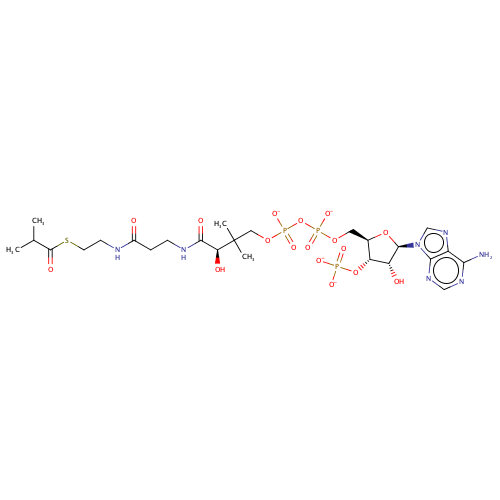amino isobutyryl